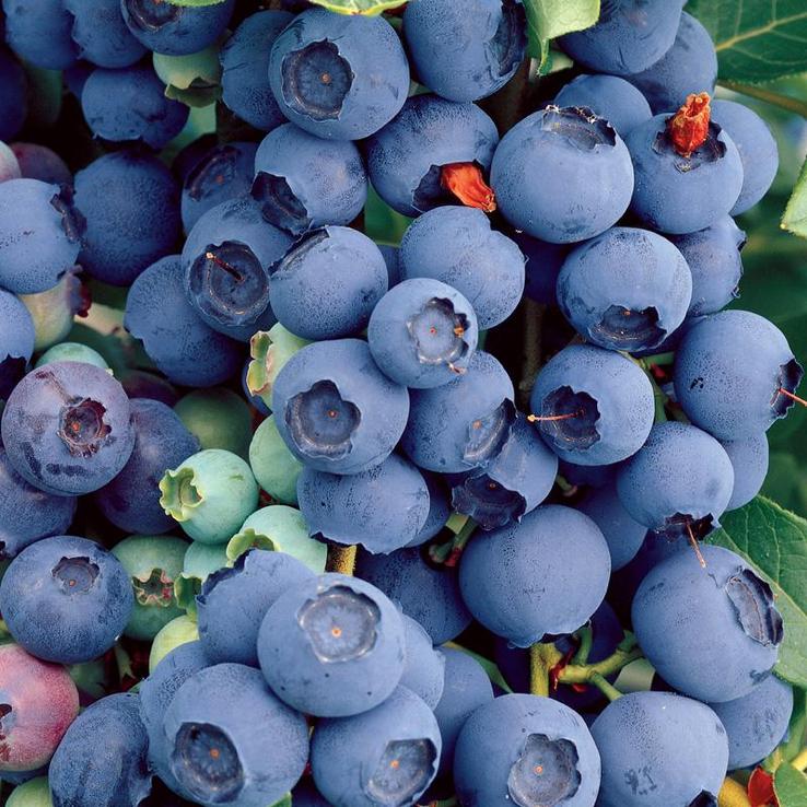 Blue crop